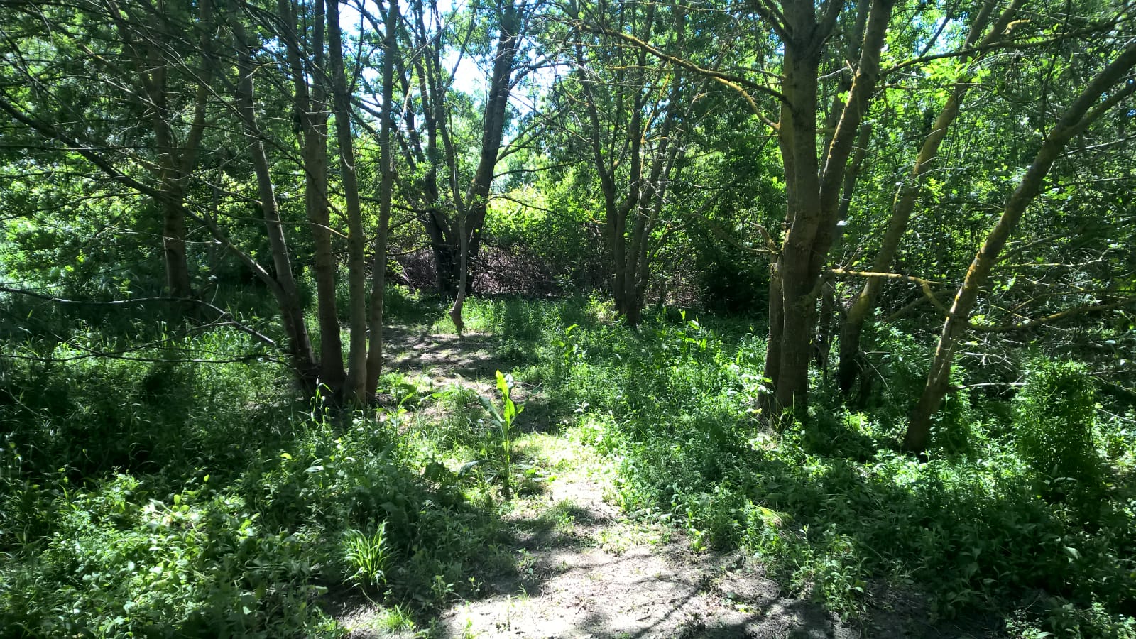 IMG-20190704-WA0031