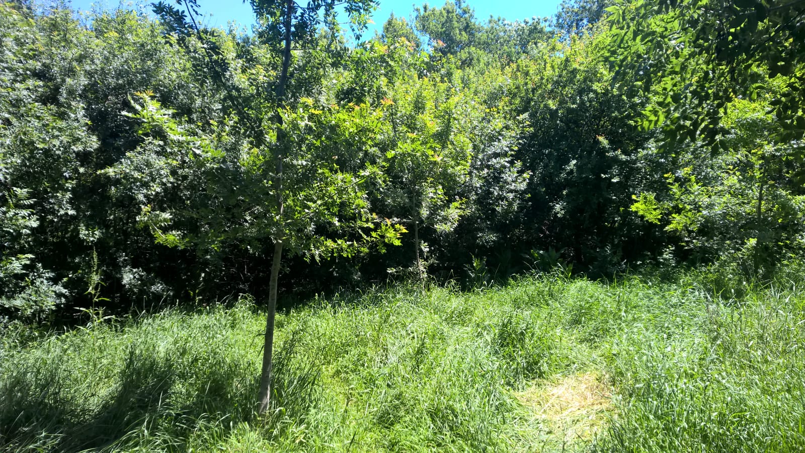 IMG-20190704-WA0034