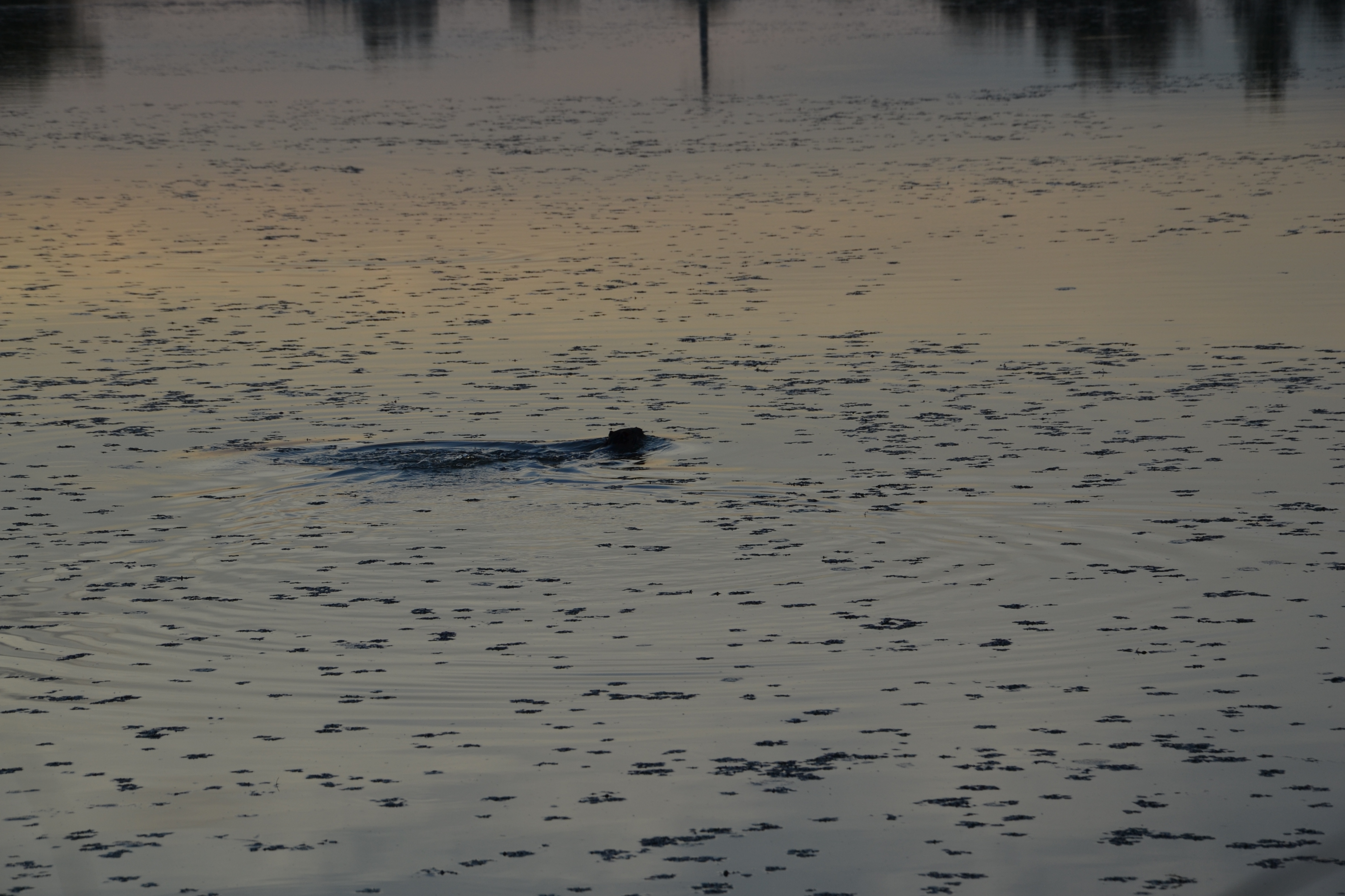marais de Beauchamp 26 mai 2018 (153)