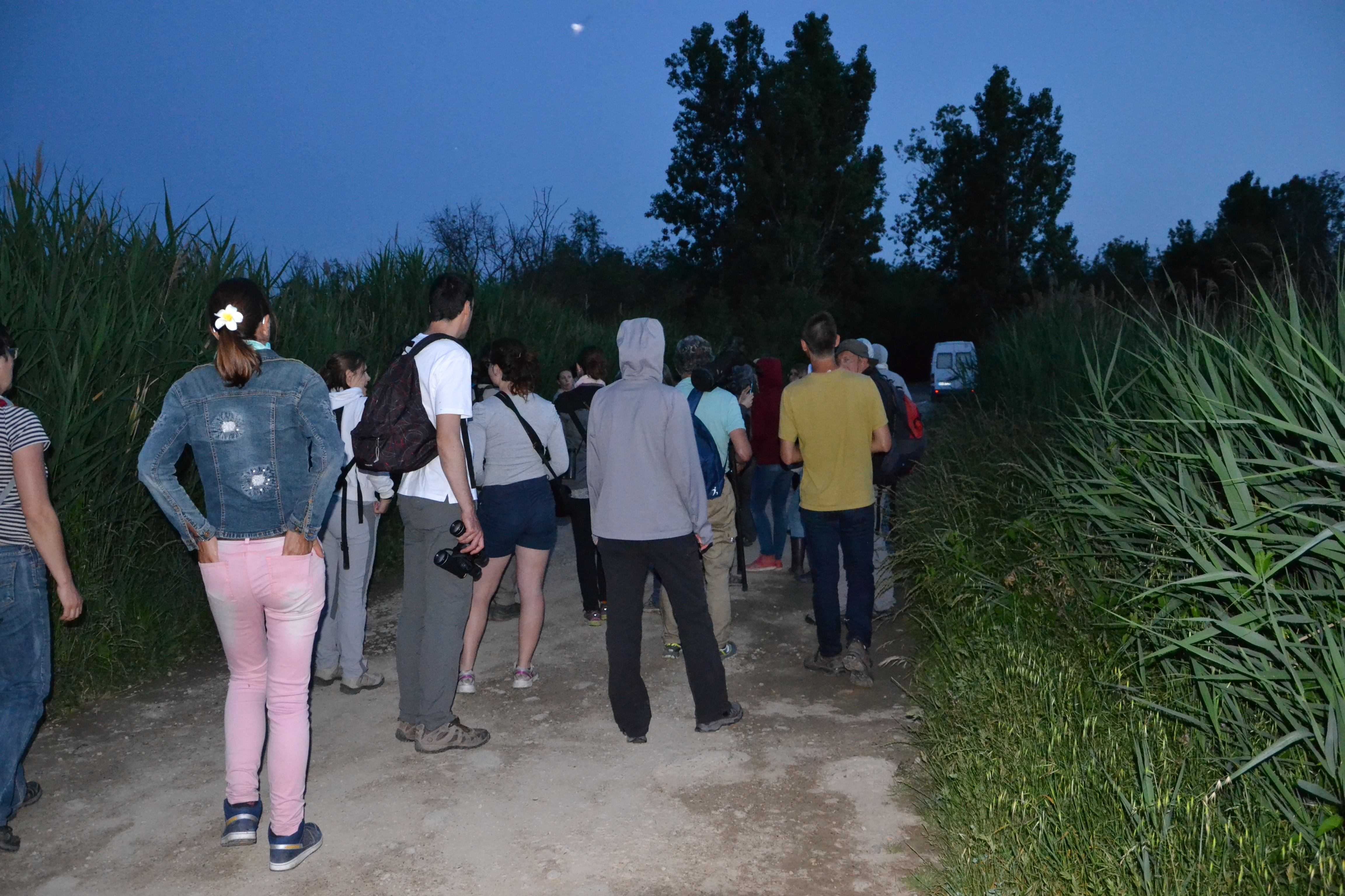 marais de Beauchamp 26 mai 2018 (157)