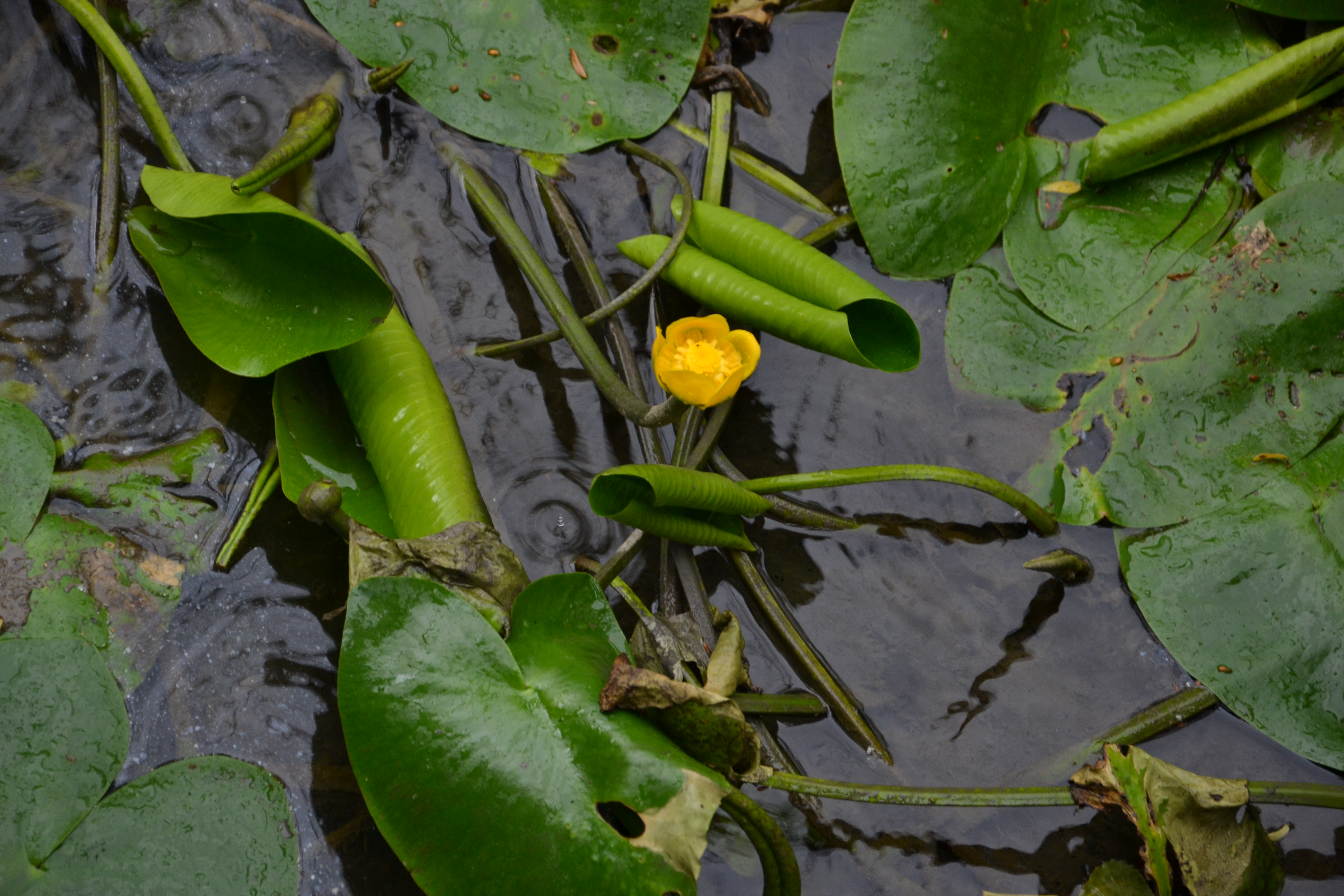 marais de Beauchamp 26 mai 2018 (21)