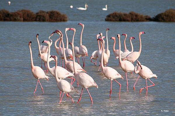 oiseaux palissade oiseaux palissade